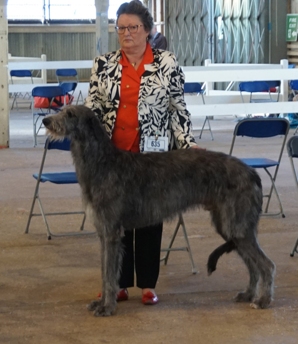 ist Junior Dog City of Birmingham 2018